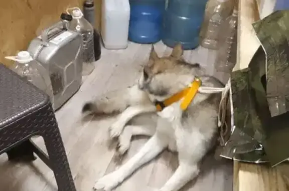 Найденные животные Саранск, фото: Найдена собака, мужской, улица Радищева, Ульяновск