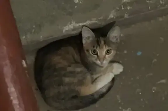 Найденные животные Йошкар-Ола, фото: Найден котенок, улица Баумана, 13, Йошкар-Ола - маленький и миленький