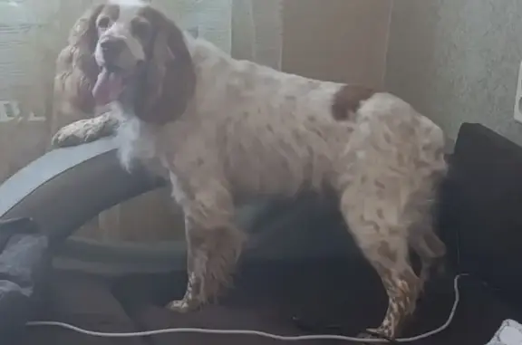 Найденные животные Сургут, фото: Найдена собака, проезд Мунарева, 4, городской округ Сургут - девочка спаниель