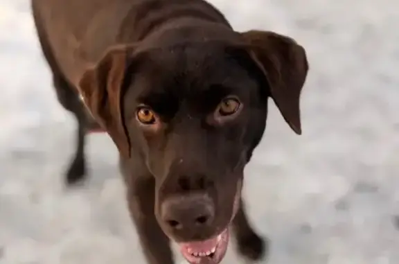 Найдена собака, Калининград, фото: Найдена собака, девочка, проспект Мира, 84, Калининград - немецкая короткошёрстная легавая