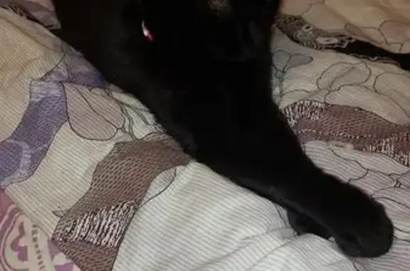 Пропала кошка, Советская улица, 38, Аксай - черный окрас, зеленый ошейник - photo