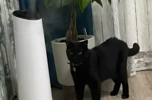 Пропал кот, улица Космонавтов, 58/3, городской округ Липецк - откликается на Мишку - photo