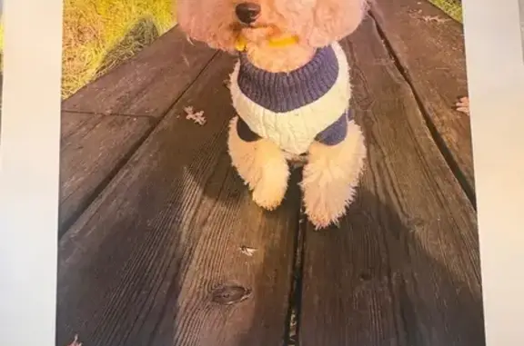 Пропала собака, девочка, Мещёрский проспект, Москва - photo