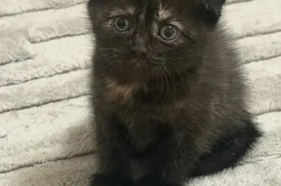 Потерянные животные Казань, фото: Пропала кошка, улица Лядова, 8, Казань - трёхцветная, вислоухая