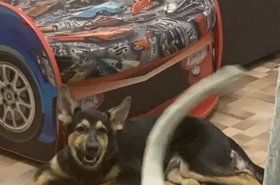 Пропала собака, женский пол, улица Дизайнеров, 13, Томск - немецкая овчарка с шестью пальцами на задних лапах - photo