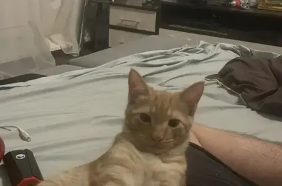 Пропала кошка, Больничная улица, Дедовск - photo