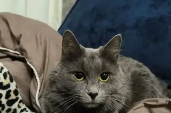 Пропала кошка, улица Ломоносова, 20, Энгельс - нибелунг - photo