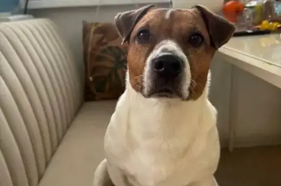 Потерянные животные Большая Ельня, фото: Пропал собака, мужской, площадь Жданова, 10, Большая Ельня