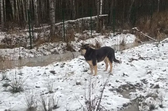 Пропала собака, Красноозёрное, Ленинградская область - чёрная с рыжими лапами - photo