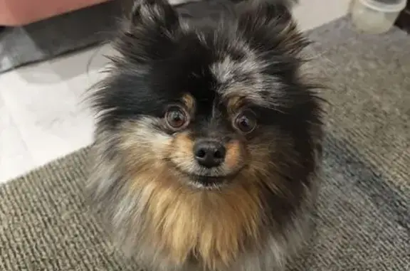 Найдена собака, Тула, фото: Найдена собака, улица Энтузиастов, 31, Тула - добрая, послушная, черная с пятнами