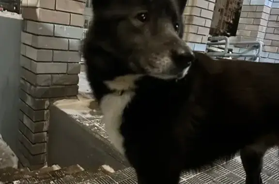 Объявления о пропавших и найденных животных, Казань, фото: Найдена собака, Дубравная улица, 38А, Казань - чёрная с белым участком на шее