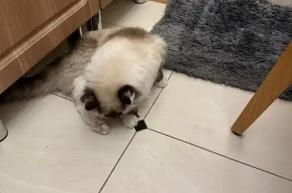 Найдена кошка, Москва, фото: Найдена кошка, Таллинская улица, 12, Мякинино, Москва