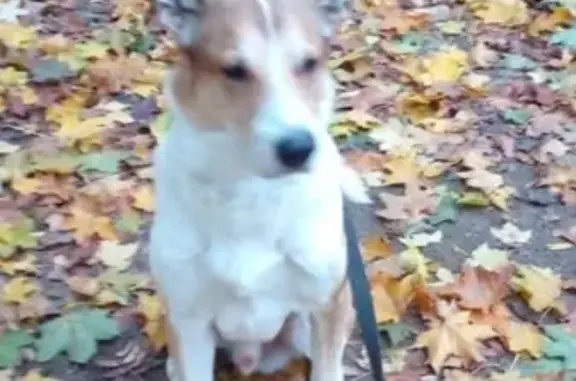 Пропал собака, улица Фомичёвой, Москва - рыже-белый мальчик с большими ушами - photo