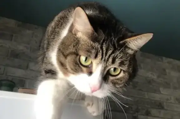 Пропал кот, улица 20-го Партсъезда, Омск - коричневый, белый, чёрный, зелёные глаза - photo