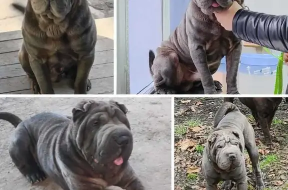 Пропала собака, Октябрьская улица, 9, Таганрог - шарпей по кличке Рич - photo