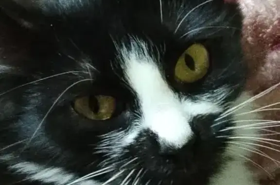 Пропала кошка, Торфяная улица, 3, Ярославль - чёрно-белая, белый крест на носу - photo