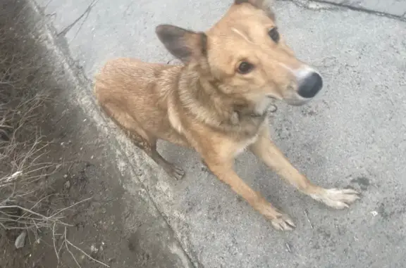 Найдена собака, Волгоград, фото: Найден собака, Пугачёвская улица, 16, Волгоград - молодой кабель, дружелюбный