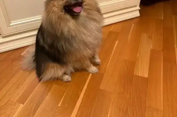 Пропала собака, Гражданская улица, 1, Королёв - photo