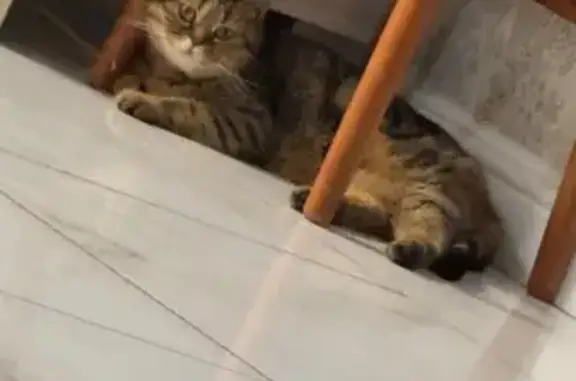 Найдена кошка, Елховка, фото: Найдена кошка, 22Н-2609, Елховка - красивая и умная