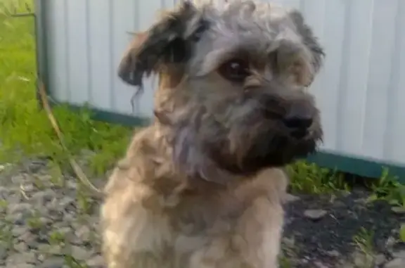 Пропал собака, 26, Старый Оскол - photo