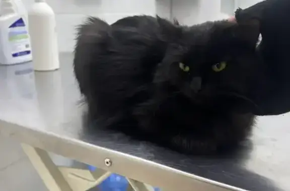 Найдена кошка, Казань, фото: Найдена кошка, проспект Ямашева, 61, Казань - чёрная, пушистая, ласковая