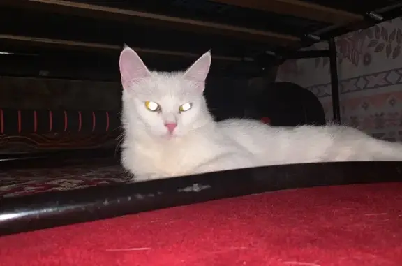 Пропала кошка, Апастовская улица, 7, Казань - белая с серым пятнышком - photo