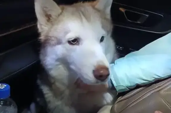 Найденные животные Тольятти, фото: Найдена собака, парковка набережной 8 квартала, Тольятти - хаски с разноцветными глазами
