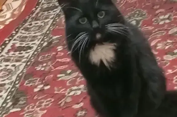 Пропала кошка, Гражданский проспект, 45 к1, Санкт-Петербург - черный окрас, белая грудка - photo