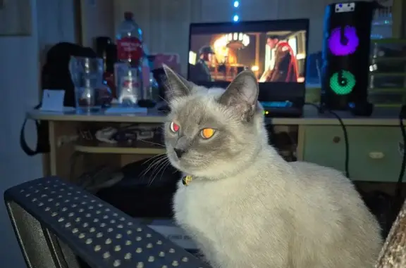 Объявления о пропавших и найденных животных, Агидель, фото: Пропала кошка, улица Академика Курчатова, 17, Агидель - окрас как у сиамских, пятно на животике