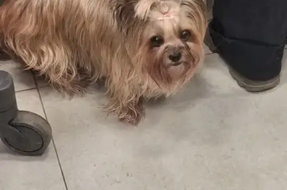 Желтоватого оттенка