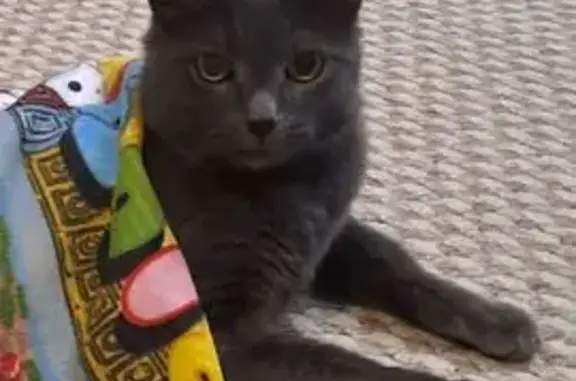 Пропал кот, проспект Революции, Павловск - серый с коричневым ошейником - photo