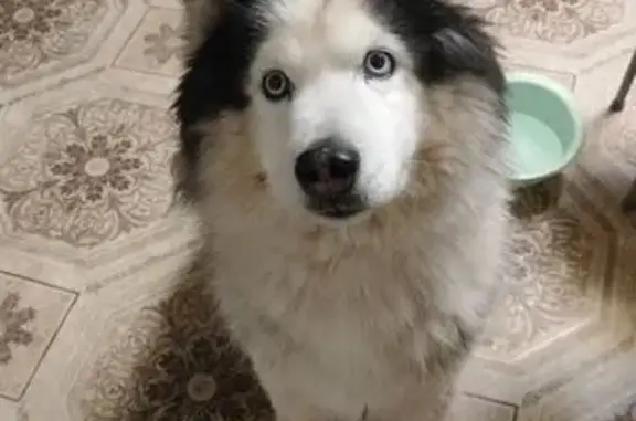 Найдена собака, Вязники, фото: Найден собака, мужской, Соборная улица, Вязники