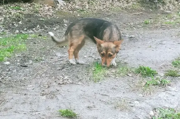 Пропала собака, женский пол, улица Елизаровых, 75, Томск - короткие лапы, большие уши - photo