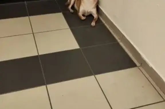 Найденные животные Ростов-на-Дону, фото: Найден собака, Казахстанский переулок, 19Б, Ростов-на-Дону - ухоженный и спокойный