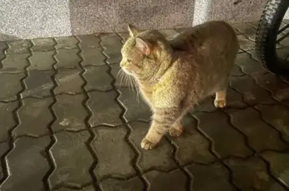 Найдена кошка, Санкт-Петербург, фото: Найдена кошка, Фермское шоссе, 32, Санкт-Петербург - шотландец с ошейником