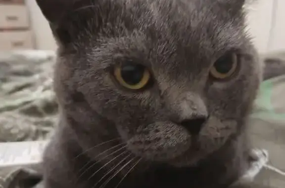 Кошки потеряшки, центральной усадьбы совхоза 