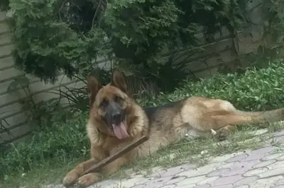 Пропала собака, Патриотическая улица, городской округ Липецк - немецкая овчарка - photo