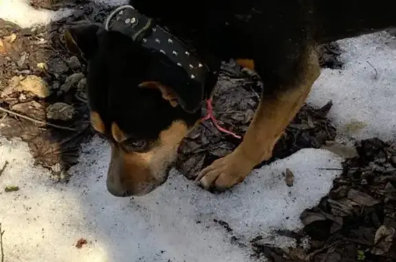 Найдена собака, Калининград, фото: Найдена собака, парк «Южный», Калининград - подошла к машине