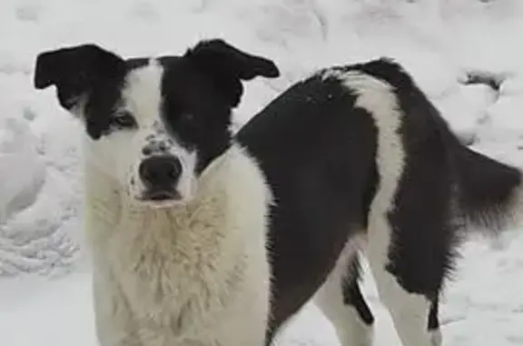 Найденные животные Крутые Выселки, фото: Найден собака, проспект Космонавтов, Крутые Выселки - добрый и робкий кобель
