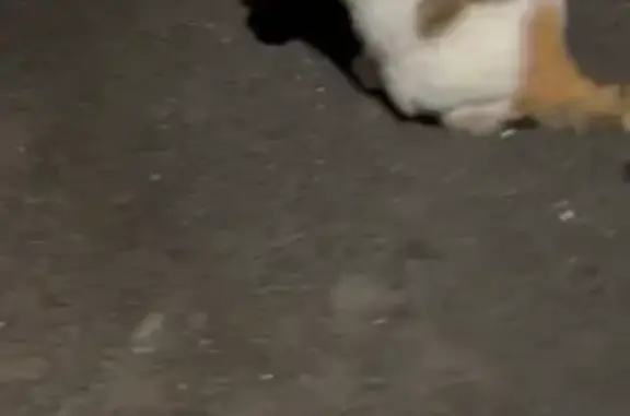 Найдена кошка, Санкт-Петербург, фото: Найдена кошка, Корпусная улица, Санкт-Петербург - ласковая в ошейнике