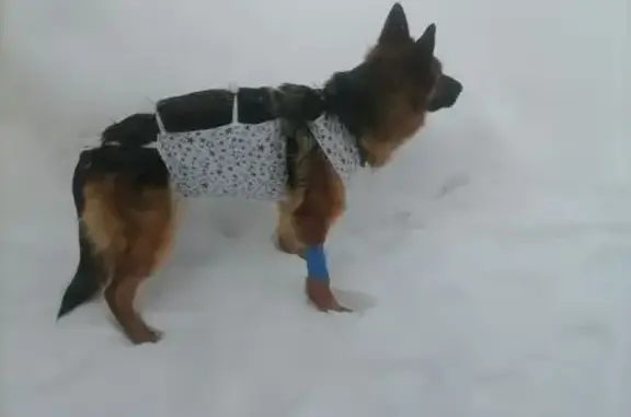 Пропала собака, Магистральная улица, Большая Ельня, Кстово - овчарка в послеоперационной попоне - photo