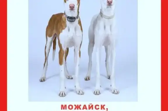 Собаки потеряшки, Можайск, фото: Потеряшка собака, Московская улица, 24, Можайск