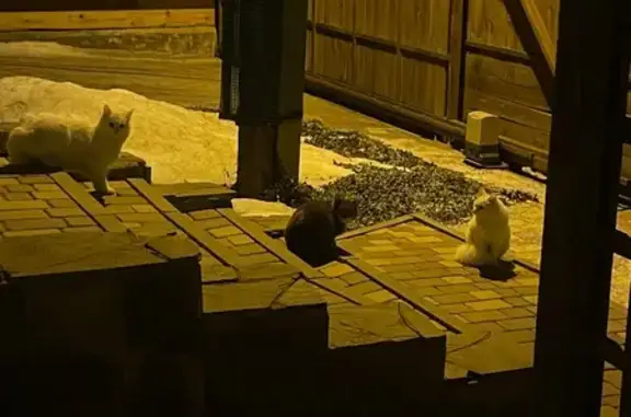 Найденные животные Волгоград, фото: Найдена кошка, Новосельская улица, Волгоград - чисто белая с пушистым хвостом