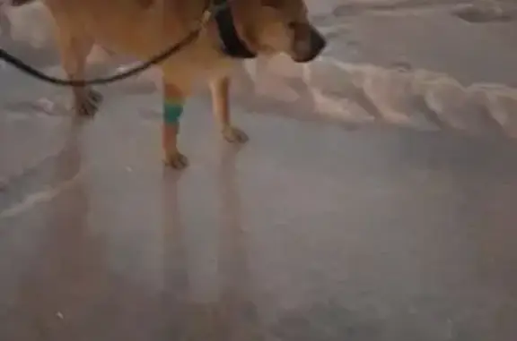 Объявления о пропавших и найденных животных, Екатеринбург, фото: Найден собака, мужской, у дворца спорта, Екатеринбург