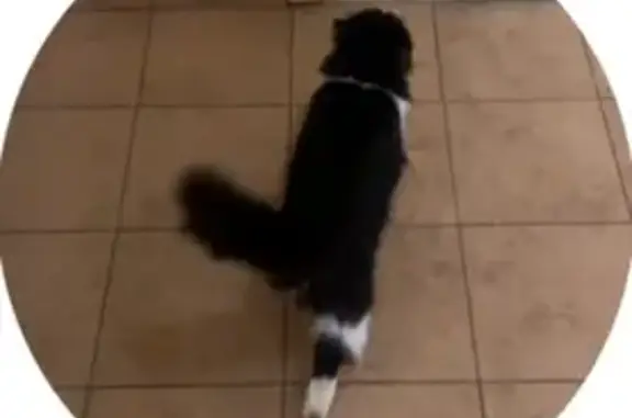 Найдена кошка, Москва, фото: Найден кот, аллея Партизан Подмосковья, Москва - чёрно-белый с пушистым хвостом