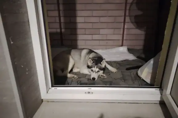 Девочка и кажется у неё течка. Окрас черно белый. Глаза голубые. Порода Хаски