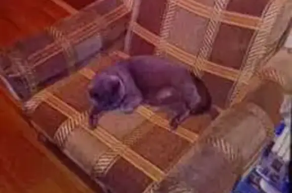 Пропала кошка, Дубовский переулок, 9А, Ростов-на-Дону - британка с сиреневым ошейником - photo