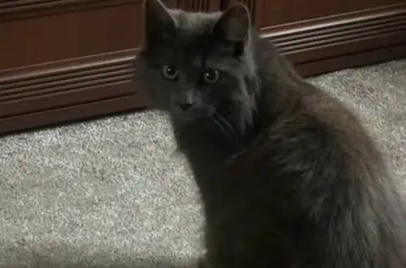 Пропала кошка, Октябрьская улица, 176, Ессентуки - фиолетовый ошейник с колокольчиком - photo