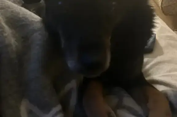 Пропала собака, мужской, улица Большая Дмитровка, Москва - крупная, черная с рыжими лапами - photo