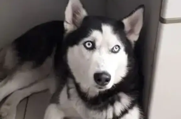 Найденные животные Хабаровск, фото: Найдена собака, Воронежская улица, 49, Хабаровск - девочка породы хаски